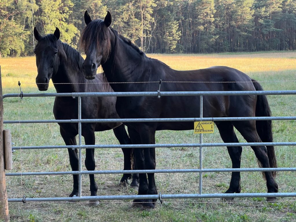 El Zorro Ranch bietet den Menorquiner Pferden ein Zuhause zum Wohlfühlen
